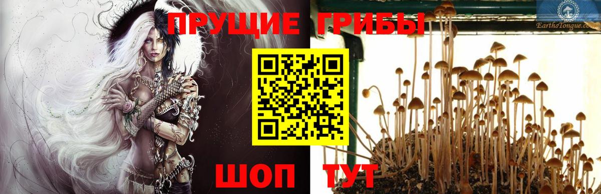 Галлюциногенные грибы Psilocybine cubensis Корсаков